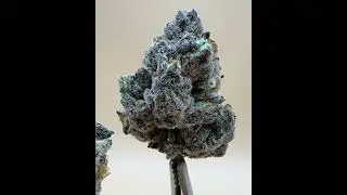 R&D on our newest strain  Purple Do Si Dos, Stage: Dry and Cured