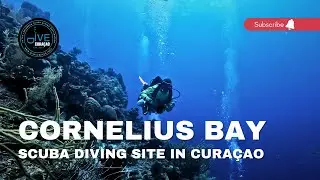 Explore the Cornelius Bay Dive Site in Cura&ccedil;ao: The Best Scuba Diving in the Caribbean