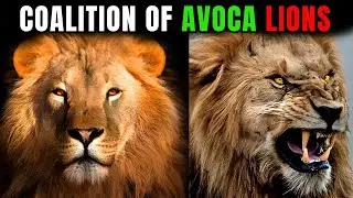 Avoca Male Lions - Story of 5 Avoca Brothers