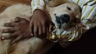 how style My dog Sleep is !
