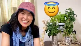 植物日記17 Yoko's Little Garden 16 /結果発表！ダイソー栽培キットを栽培しました！