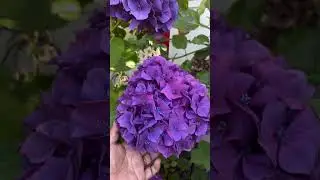 Como se llama este ramo de flor?