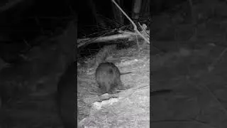Дикий бобер в лесу попался на скрытую камеру. Строим дом