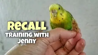 Recall | Budgie Training
