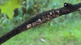 Tulip tree scale