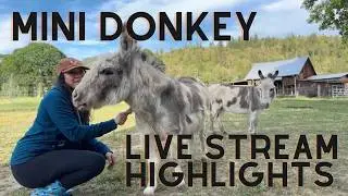 Meet The Shy and Sweet Mini Donkeys of Blossom Barn Farm