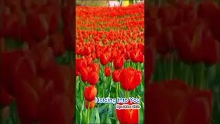 Channel Bimatu Voice hadir untuk Anda #travel #lagureggaeindonesia #love