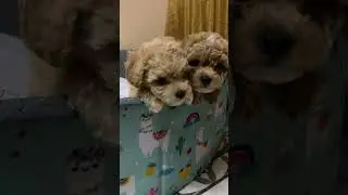 Забавные моменты с щенками той пудель 