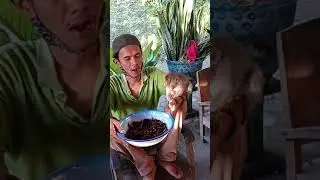 Monkey Pimpim likes to eat Grasshoppers