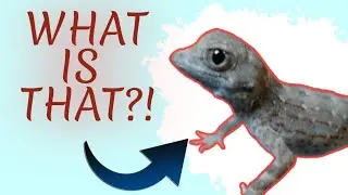 New Gecko! Scorpion tail Gecko. Pristurus carteri