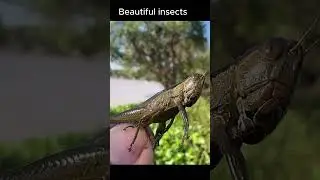 Catching insects in the gardengot Betta fish Etruscan shrew Millipede grasshoppe frog! 024