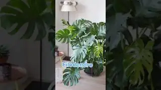 Monstera Deliciousa voi come la curate? Un mostro di bellezza