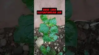 Ketimpangan Air Rasanya Ada Wanginya!!!! #makananindonesia #tanamanlangka #tanamanobatkeluarga