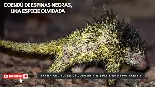 🦡 Coendu de Espinas Negras. Una especie desconocida. #coend&uacute;espinasnegras #andina #roedores