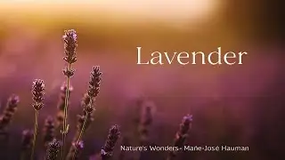 Lavender #lavender #songnew #natureswondersmariejosehauman #nature #lavenderfields #naturelovers