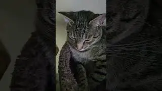 dont buy a cat from facebook marketplace #shorts #cat