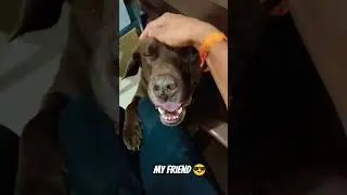 my friend 😎 oggi#video #shorts #funny #dog