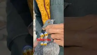 😱😱😱#birds#viral#kbooter#pigeon#shortsviral#shotsi#kbootar#kbooterbazi#kbootar#trendingshorts😱😱