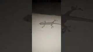 Asian House Gecko Sound Original Ep.14 #short #shortvideo #animals #animation #animal