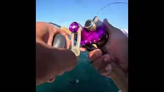 Easy Offshore Limits of Black Sea Bass #fishing #bottomfishing