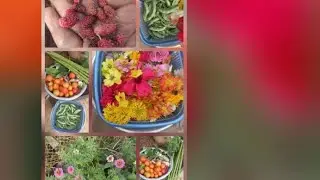 Vegetable harvesting our terrace garden 