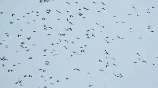 Porumbei de scorbura, Columba oenas.