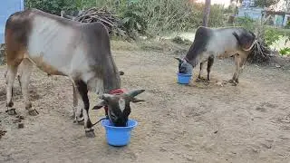 Vandi maadu @My house