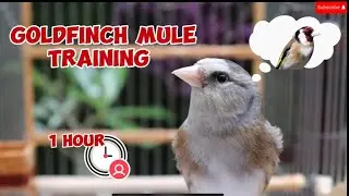 European Finch Mule | Carduelis | Unbelievable Bird Singing | Nature’s Symphony | Jilguero | الحسون