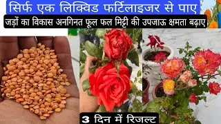 सर्दियों में पौधों की ग्रोथ, फल और फूल, मिट्टी की उपजाऊ क्षमता बढ़ाए, सिर्फ एक तरल खाद से