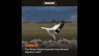 Ep. 118 &ndash; The Winter Solstice Episode: Does Reverse Migration Exist?