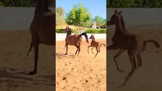 Amazing horse performance with baby #arabianhorse