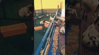 #shorts#youtubeshorts #viralvideo #barbari goat@unnat goat farm #muzaffarpur #trendingvideo ❤️