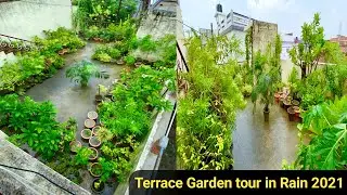 Terrace garden tour in rain 2021/Jungle Terrace garden