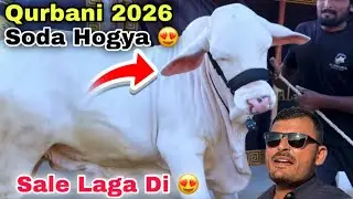 Moka Ka Soda For Qurbani 2026 🍀 Malir Mandi & Bhains Colony Se Sasti 😍 Cow Mandi 