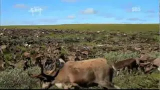 Nenets crossing the Yuribei River with reindeers