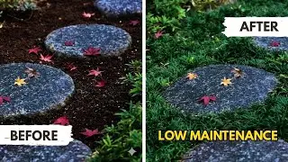7 Low Maintenance Plants That Replace Grass 🌱