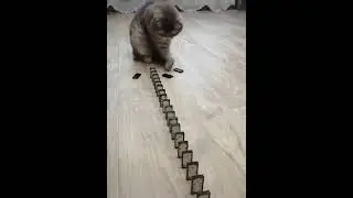 domino cats!!funny catsvideos meowing #shorts