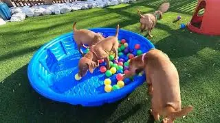 7 5 week old Vizsla puppies having FUN