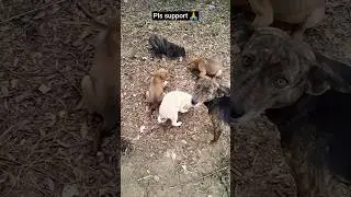Street dogs 🐶🙏#shorts #sad #ytshorts #viral #viralvideo #emotional #animalhelp