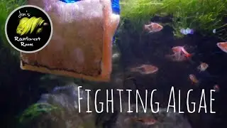 How To Remove Algae In A Planted Tank - 20 Gallon Nano Aquarium Update