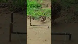 Unbelievable Quai Trap Using Wood #shorts #quail #birds #survival
