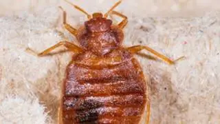 Bed Bug Control | Freehold, NJ - Freehold Pest Control, Inc.