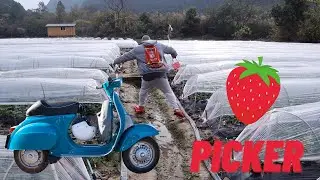Picking Strawberries and riding Scooters in Yangshuo
