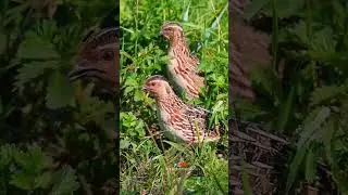 female quail sound #quail #batair #shorts