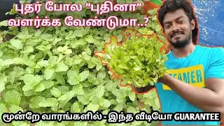 மூன்றே வாரங்களில் புதினா வளர்த்து அசத்துங்கள்👍 | HOW TO PLANT PUDINA AT HOME🌱 | PLANT MINT | TAMIL 🤗