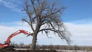 PUSHING OVER HUGE TREE