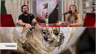 Abejas en verano en Jujuy: qué es un enjambre, por qué aparece y por qué no hay que espantarlas