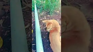 Animal are care better than human 😀😀🙇🐸 #flute #relaxingmusic #ytshorts #sorts #shortfeed #chillsongs