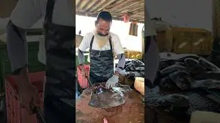 Rare Deep water Black Stingray Cutting Skills