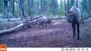 Trail Cam pickup by Wren